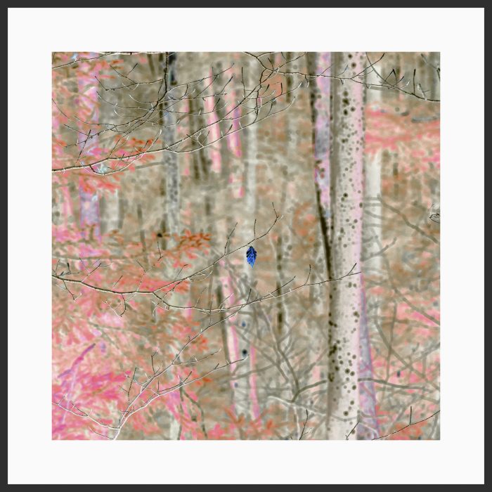 Lucelle-501